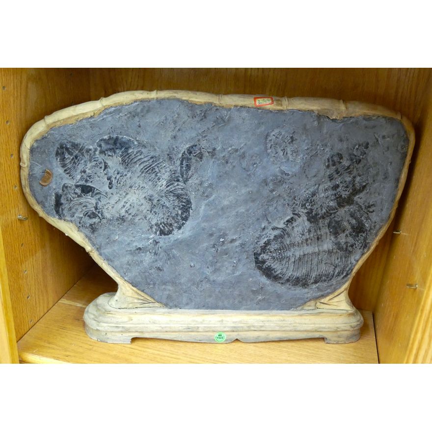 Large Trilobite Stone Fossil Slabe in Wood Mount 16''x23''
