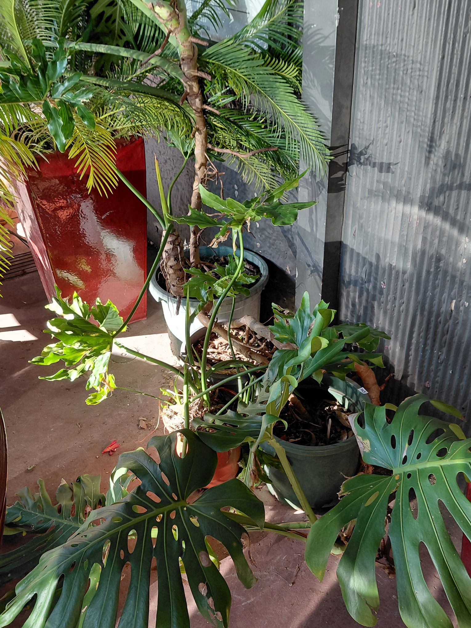 LARGE SAGO PALM PLANT