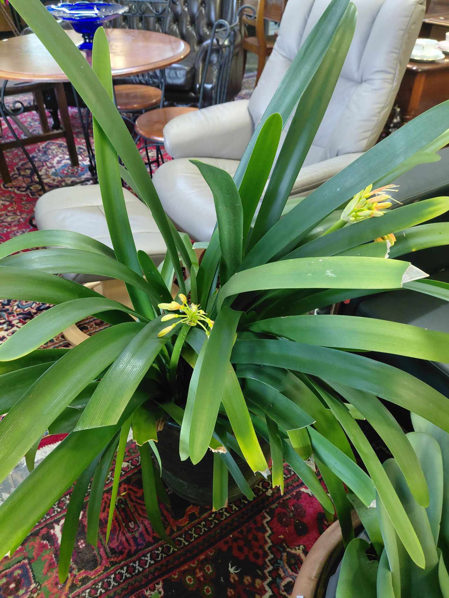 67 · POTTED CLIVIA PLANT