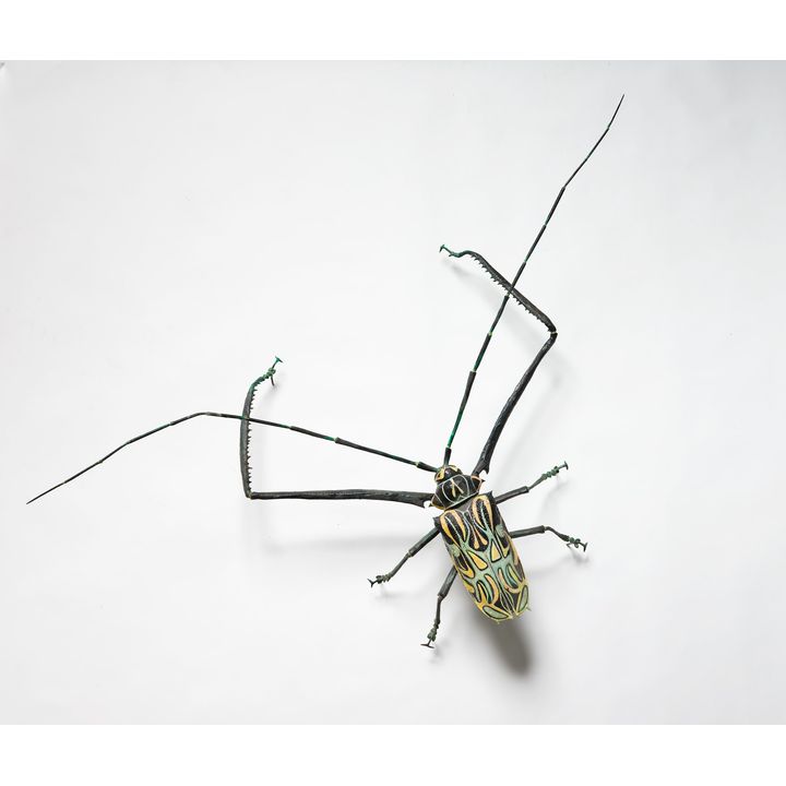 Elizabeth Thomson 'Fiddler Beetle'