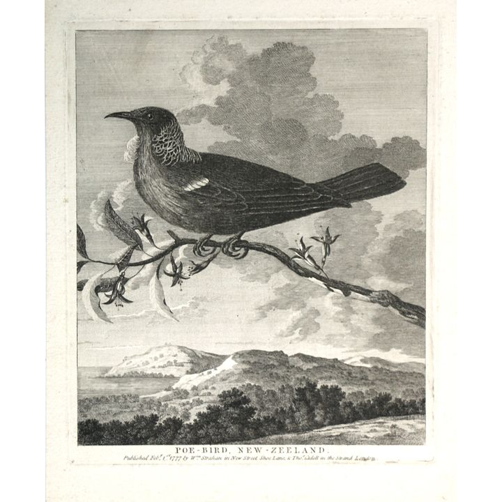 [HODGES, WILLIAM] [2 engravings], Poe-Bird, New Zealand.