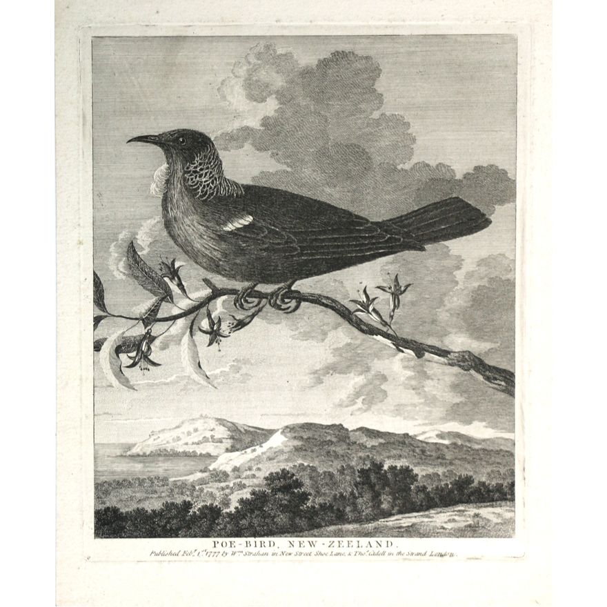 [HODGES, WILLIAM] [2 engravings], Poe-Bird, New Zealand.