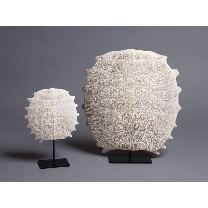 Two fossilised white tortoise shells