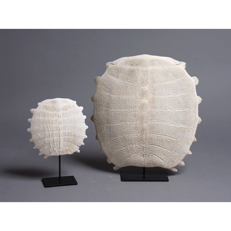 Two fossilised white tortoise shells
