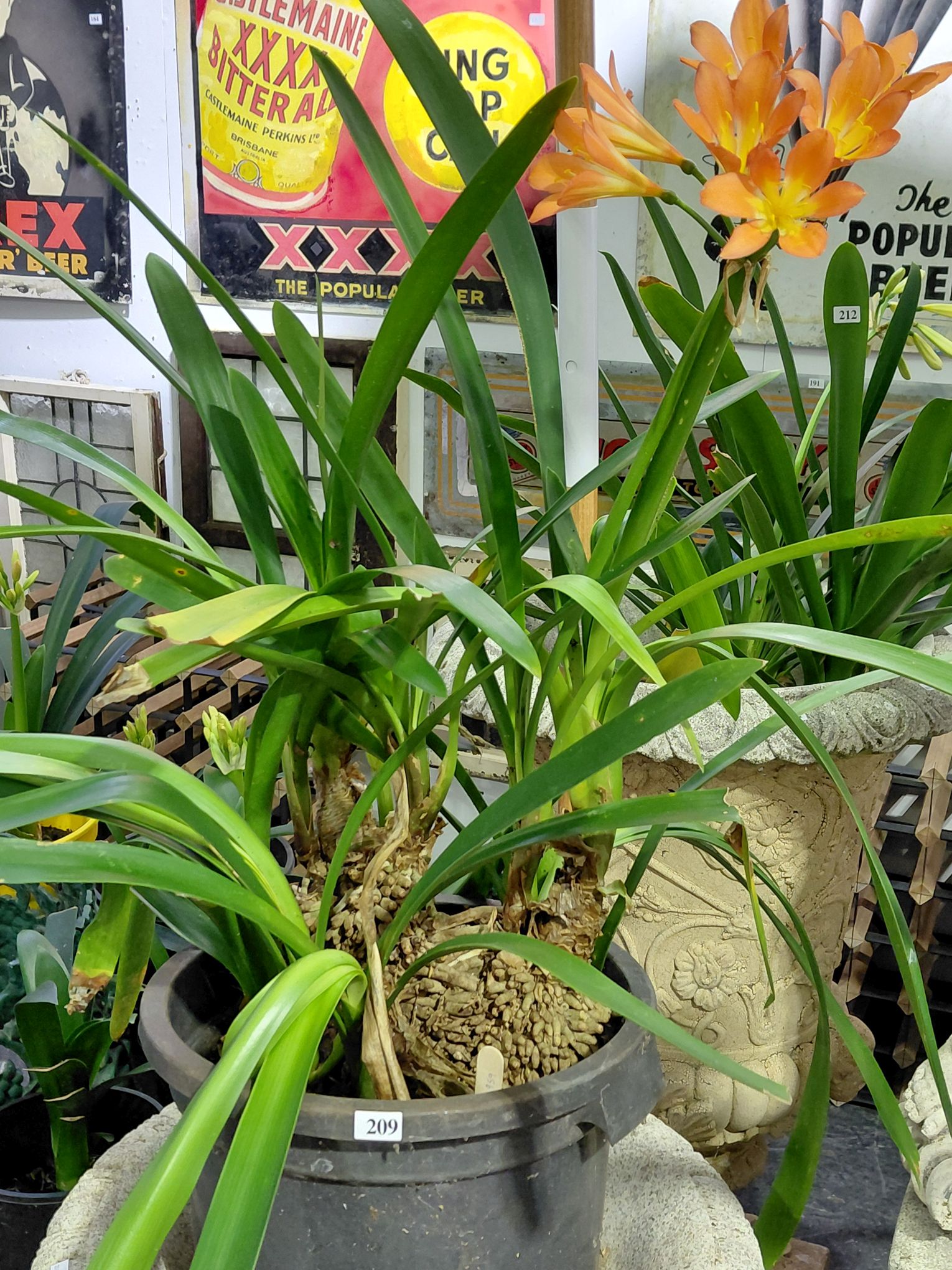 209 · FLOWERING CLIVIA