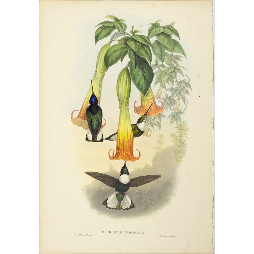 John Gould (1804-1881), Bourcieria Torquata