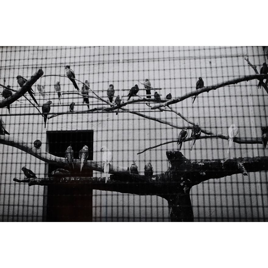 Peter Peryer 'Zoo Music - Birds'
