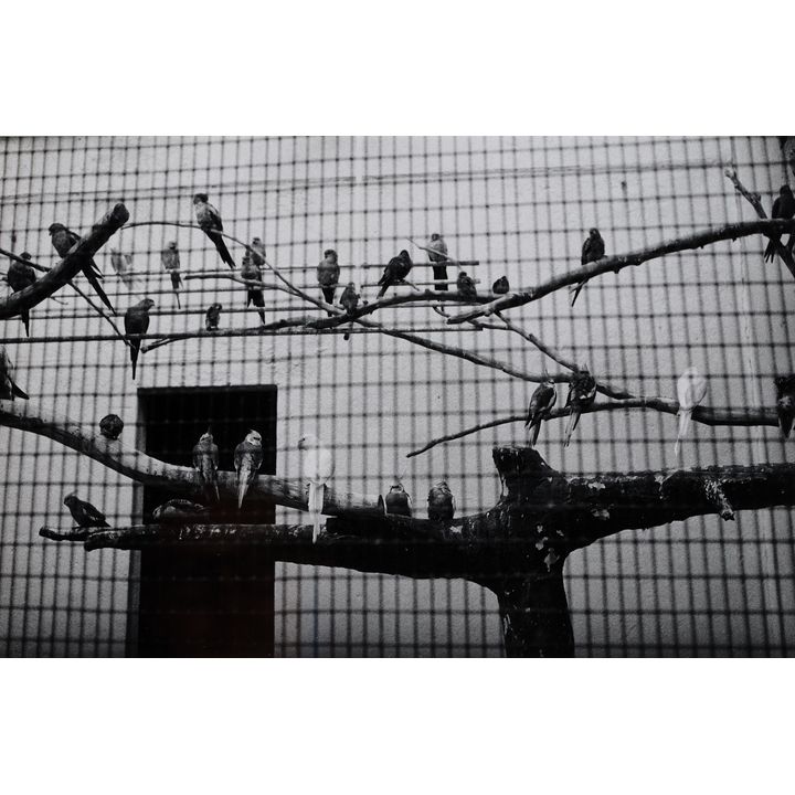 Peter Peryer 'Zoo Music - Birds'