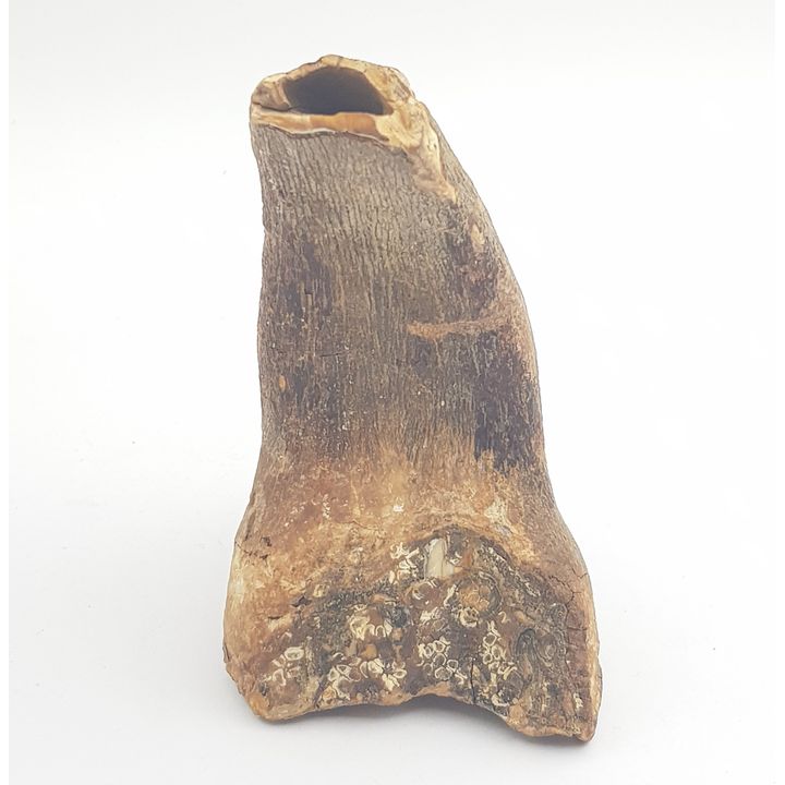 Fossilised Dinosaur Tooth