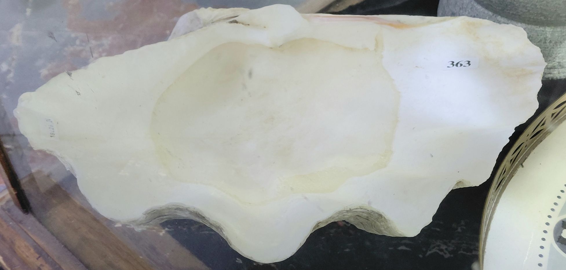 Natural Half Clam Shell