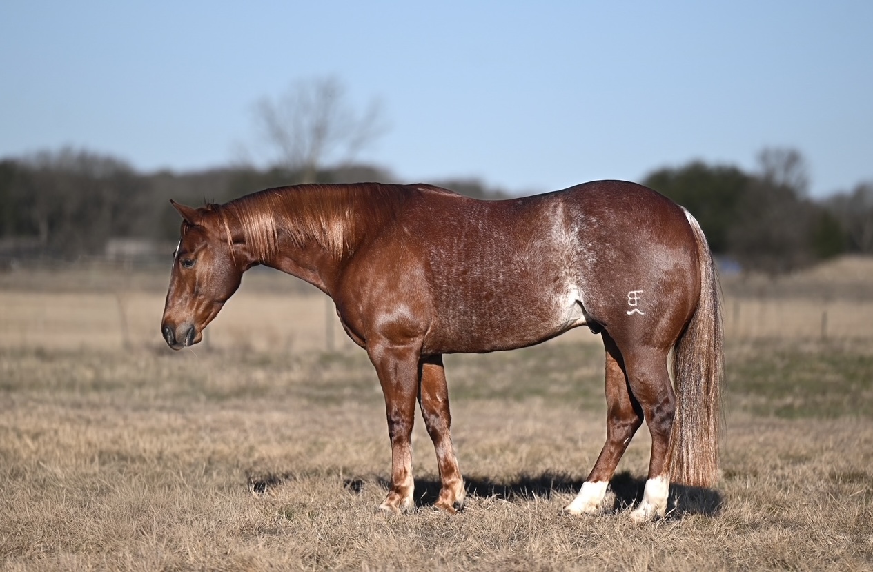 DREY ★𝘉𝘺 𝘏𝘪𝘨𝘩 𝘉𝘳𝘰𝘸 𝘊𝘢𝘵★ | Horse Bid, LLC