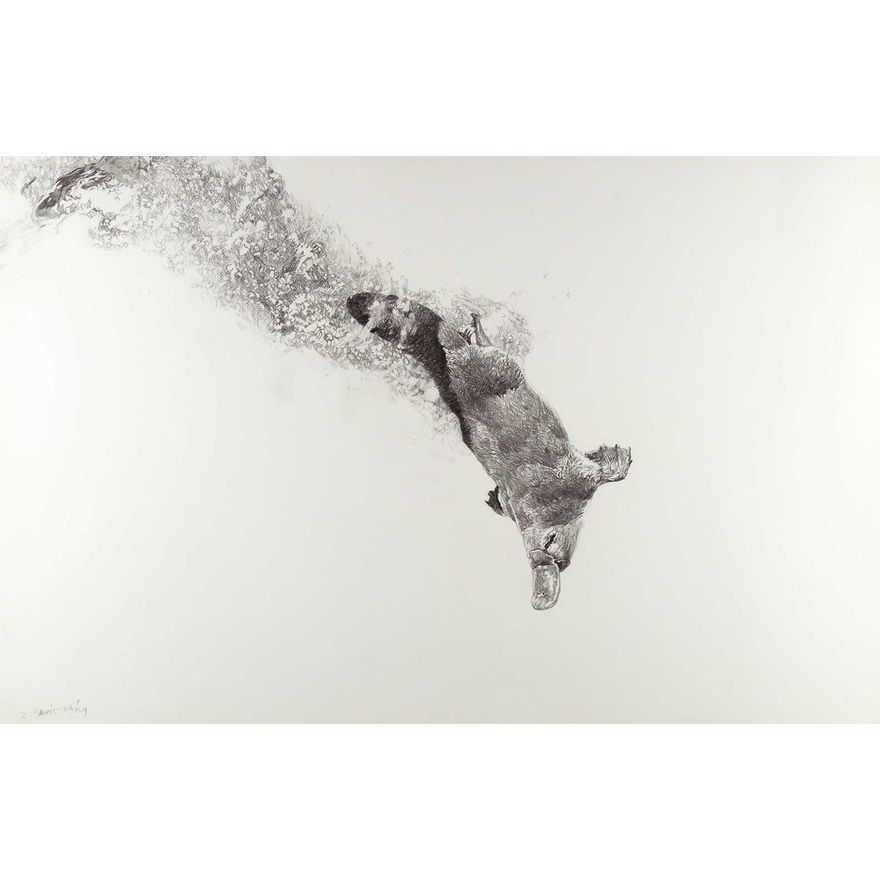 Raymond Harris Ching (1939- ), Diving Platypus