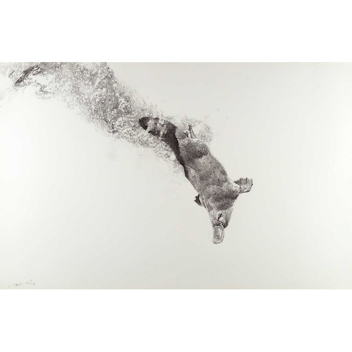 Raymond Harris Ching (1939- ), Diving Platypus