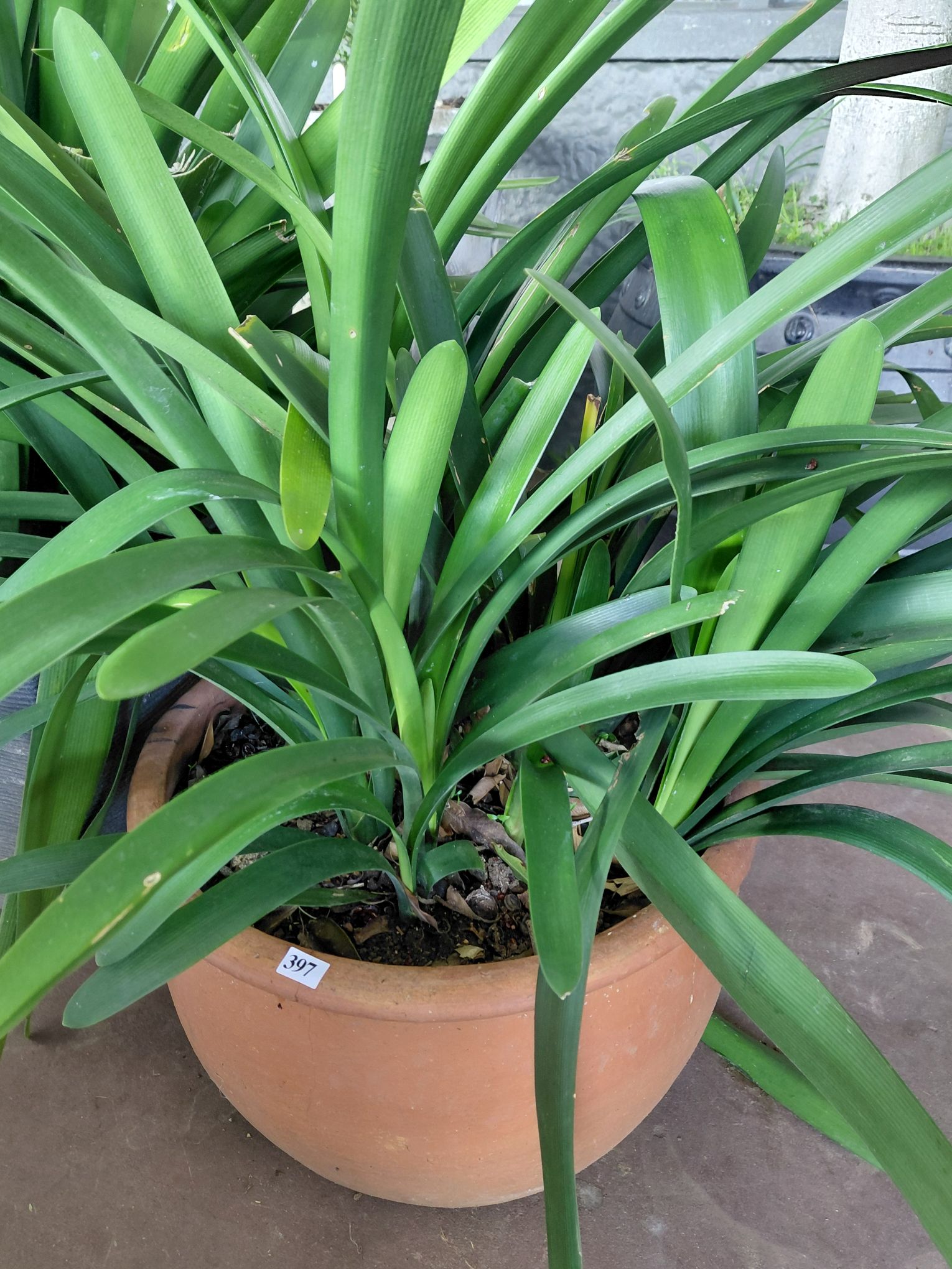 397 · CLIVIA