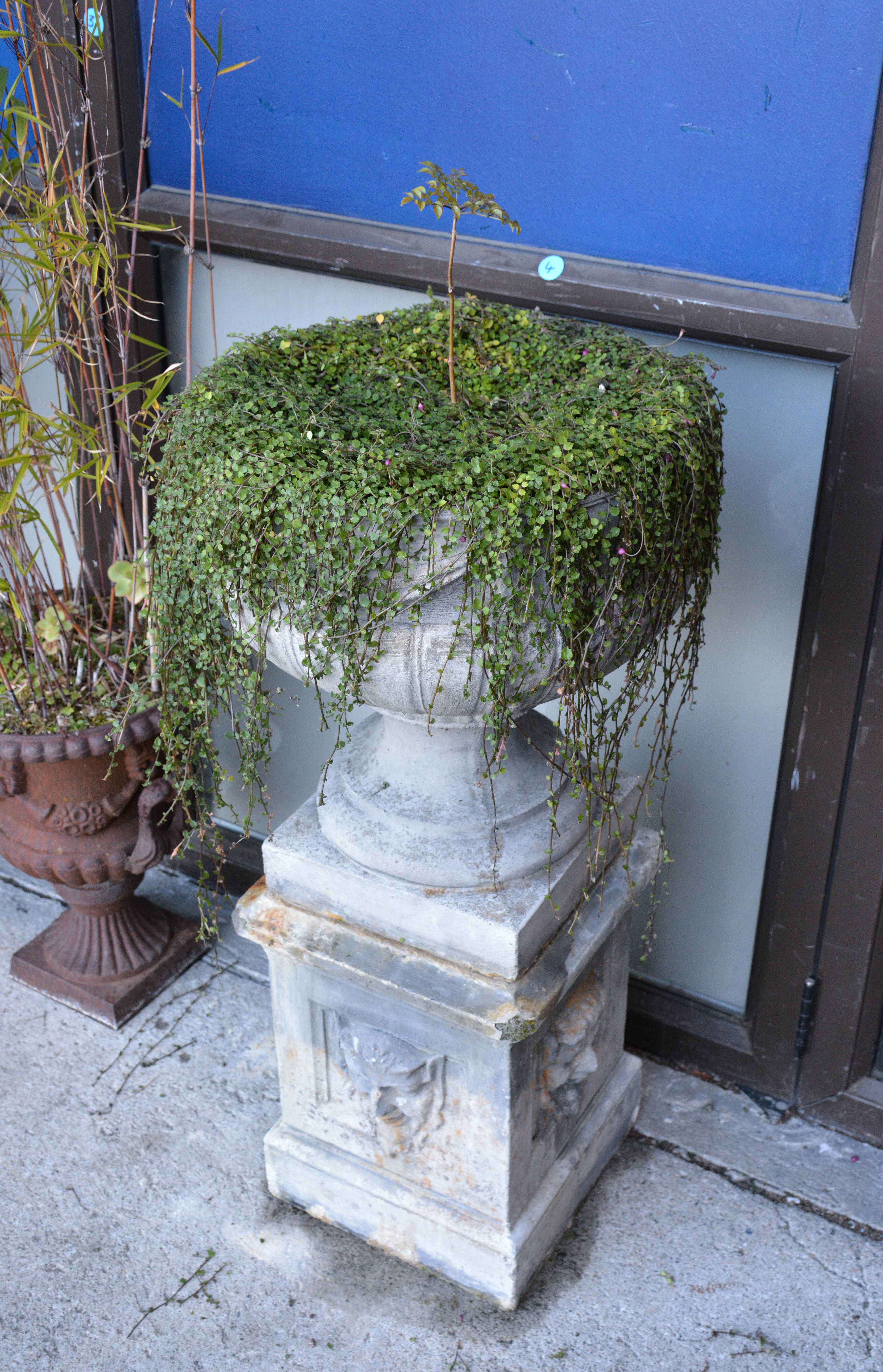 Baby China Doll Trees + Creeper in Concrete Pot — sold at auction in New Zealand for $190