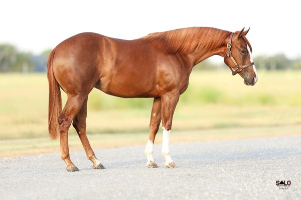 Basic, 2025 sorrel filly, Pride And Joyy x Big Time Movie Star, Lot 203 in the Solo Select October Sale