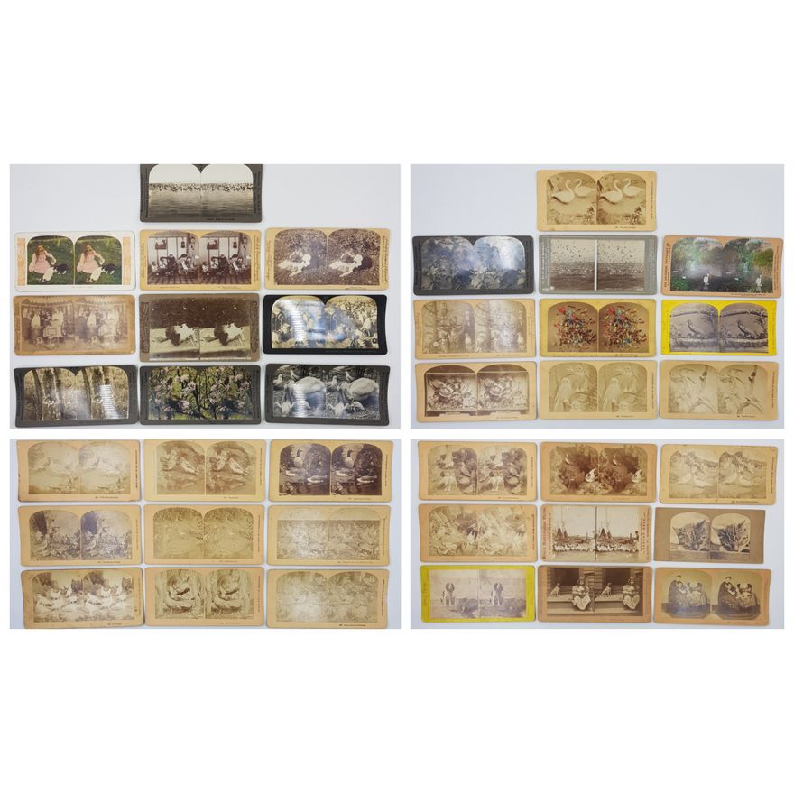 Stereograph Cards - Animals (x38)