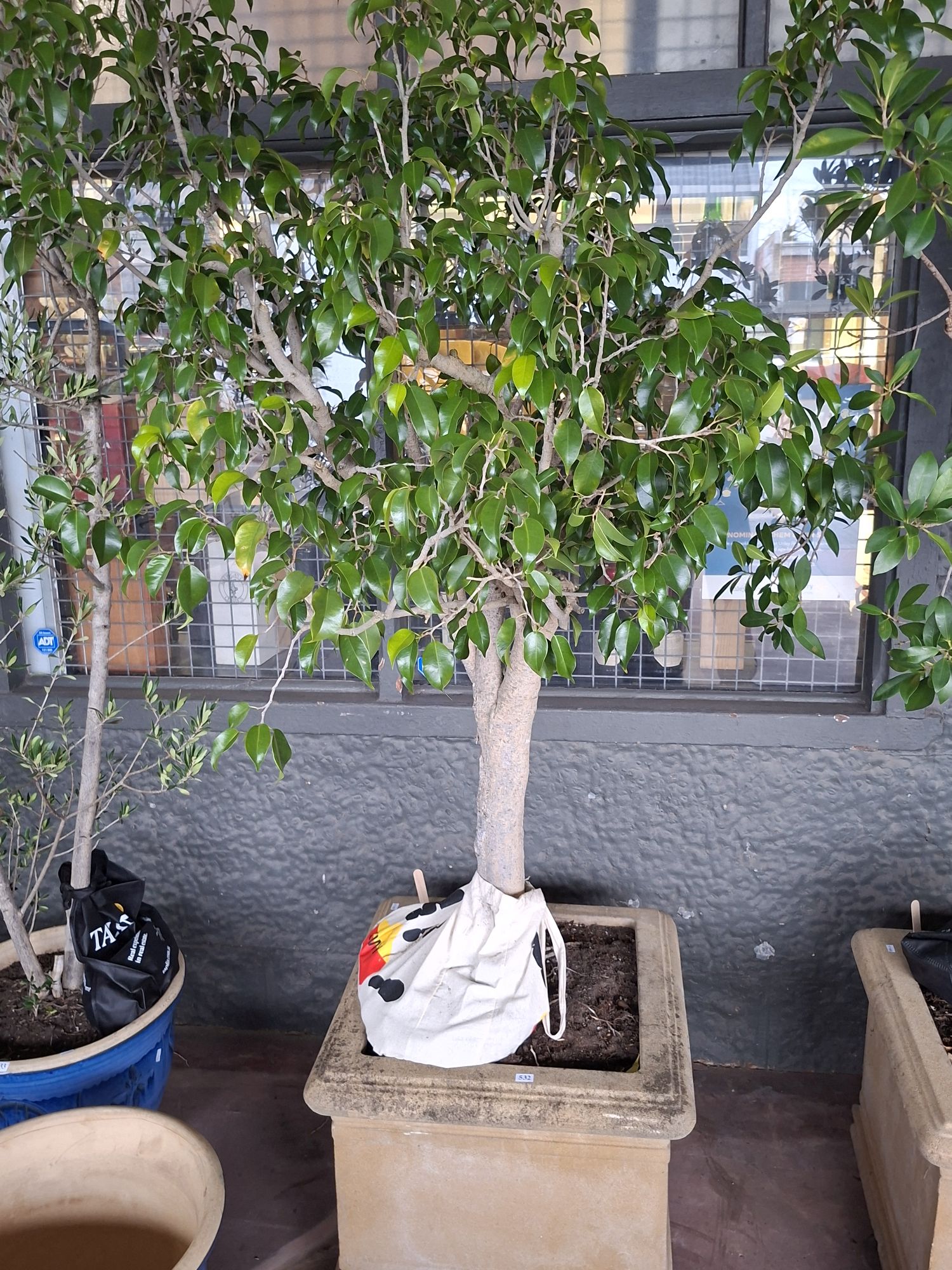 Potted Weeping Fig