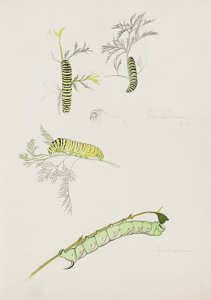 Image cover