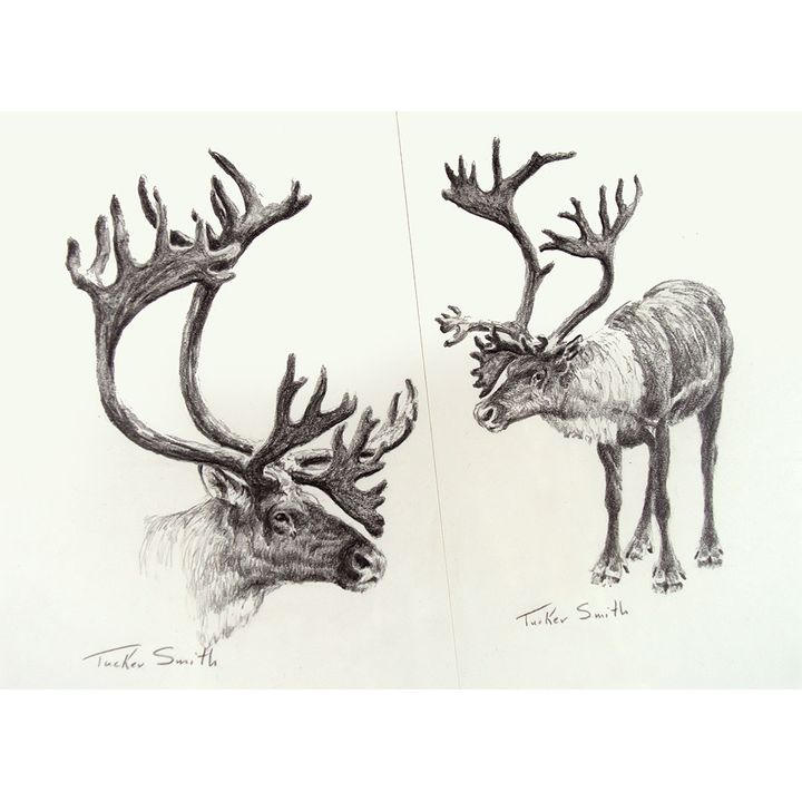 Tucker Smith (1940- ), Caribou Study