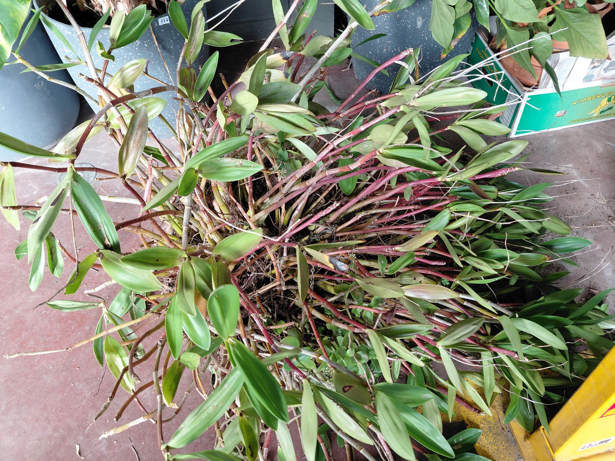 Denbrobium Orchid Plant