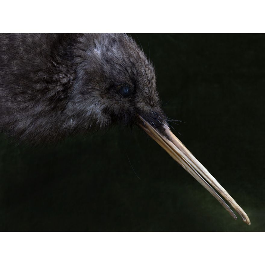 Fiona Pardington 'He Kiwi Kāwhatawhata'
