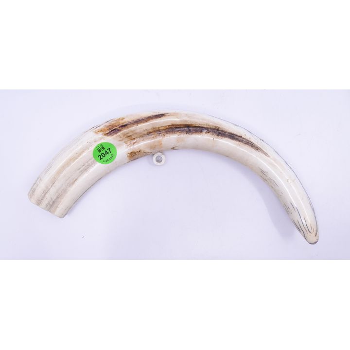 Old Boar's Tusk Hanging Sculpture- 9''