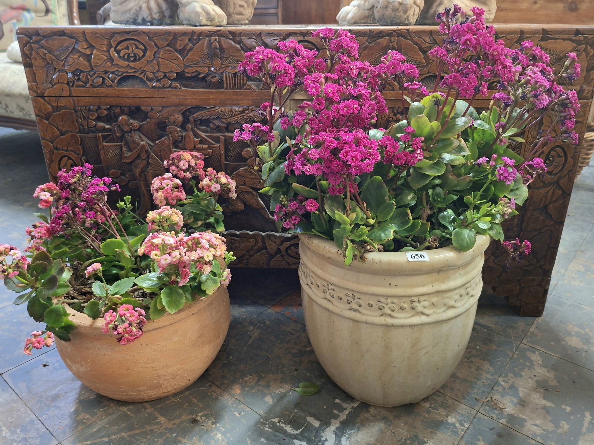 Pair Of Potted Geranium Plants