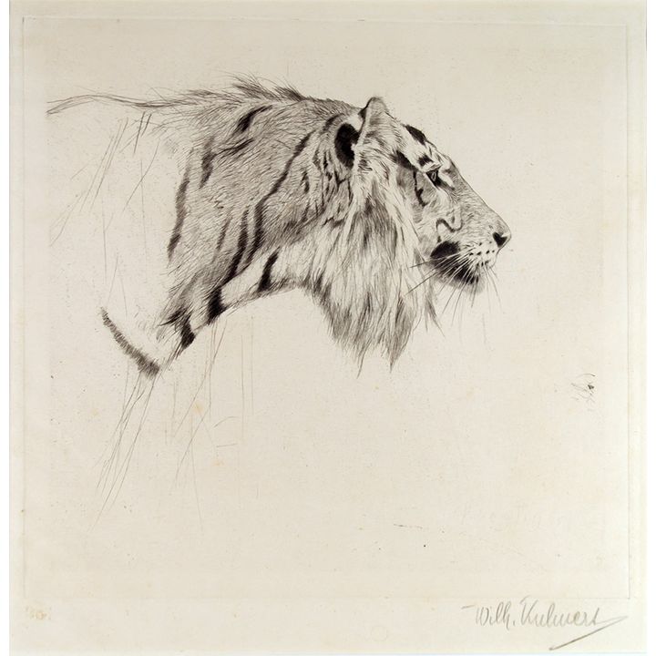 Friedrich Wilhelm Kuhnert (1865-1926), Tiger Head