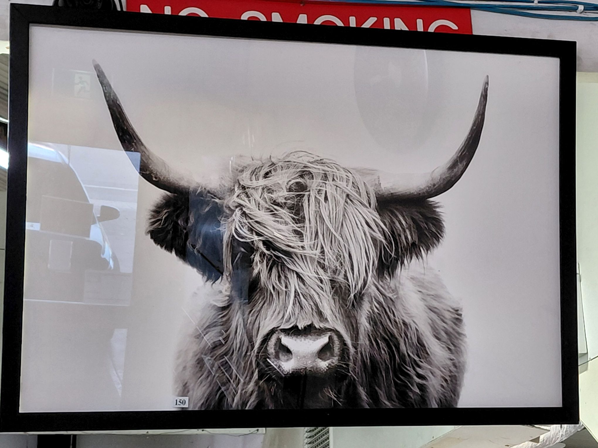 Highland Cow