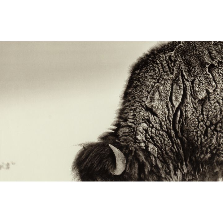 Audrey Hall, Stoic Bison