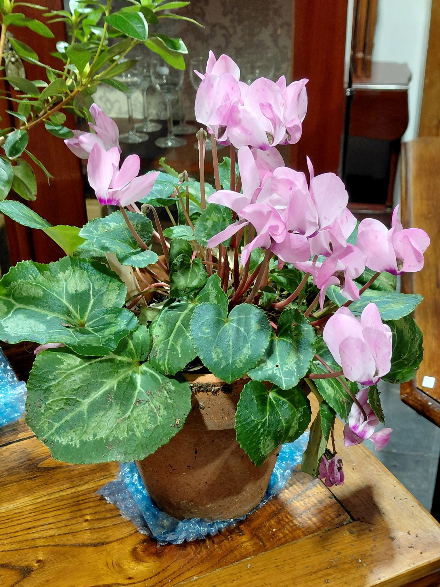 Pink Flowering Cyclamen