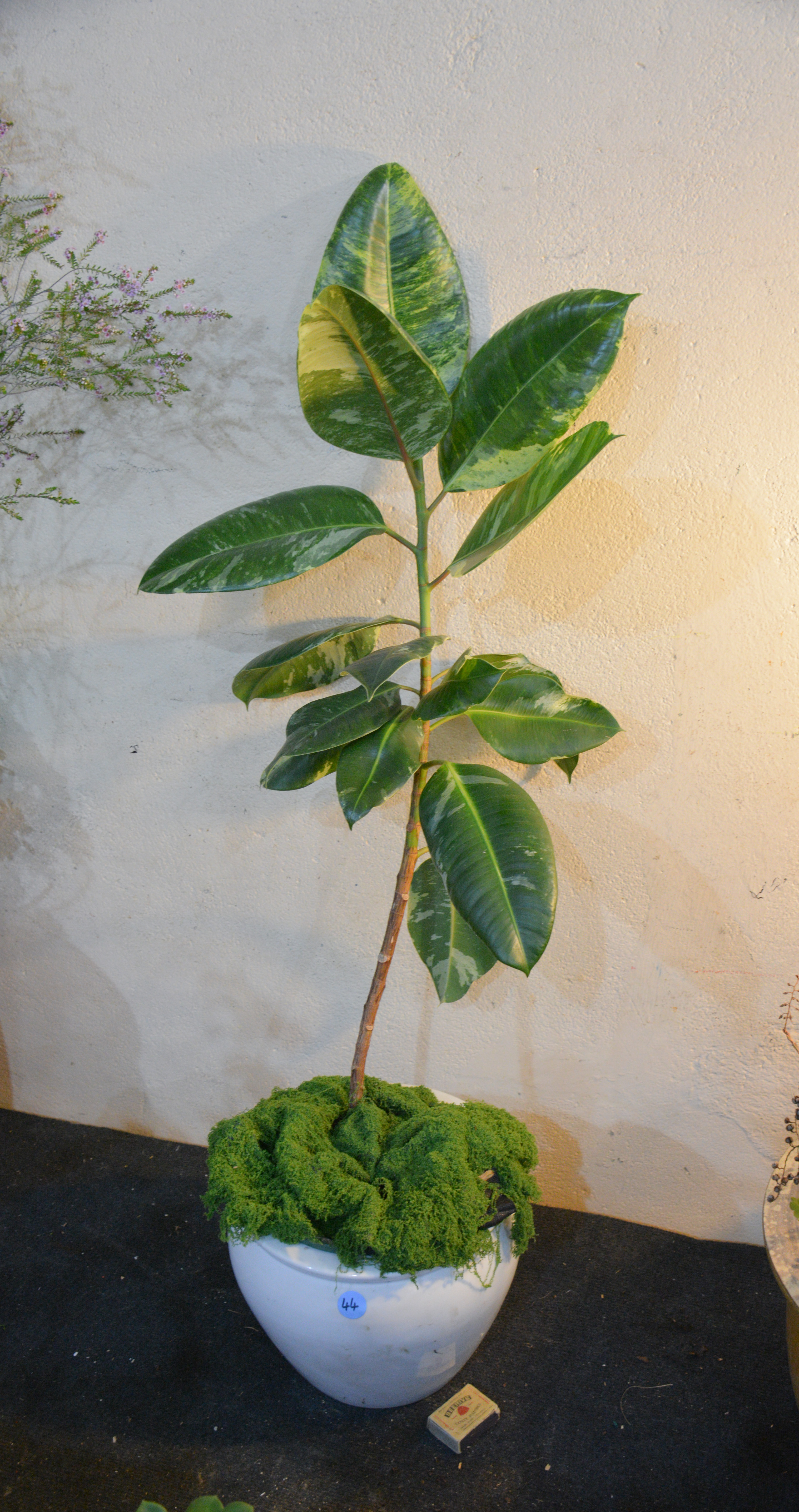 Small Rubber Tree (Black Knight) in Ceramic Pot — sold at auction in New Zealand for $50