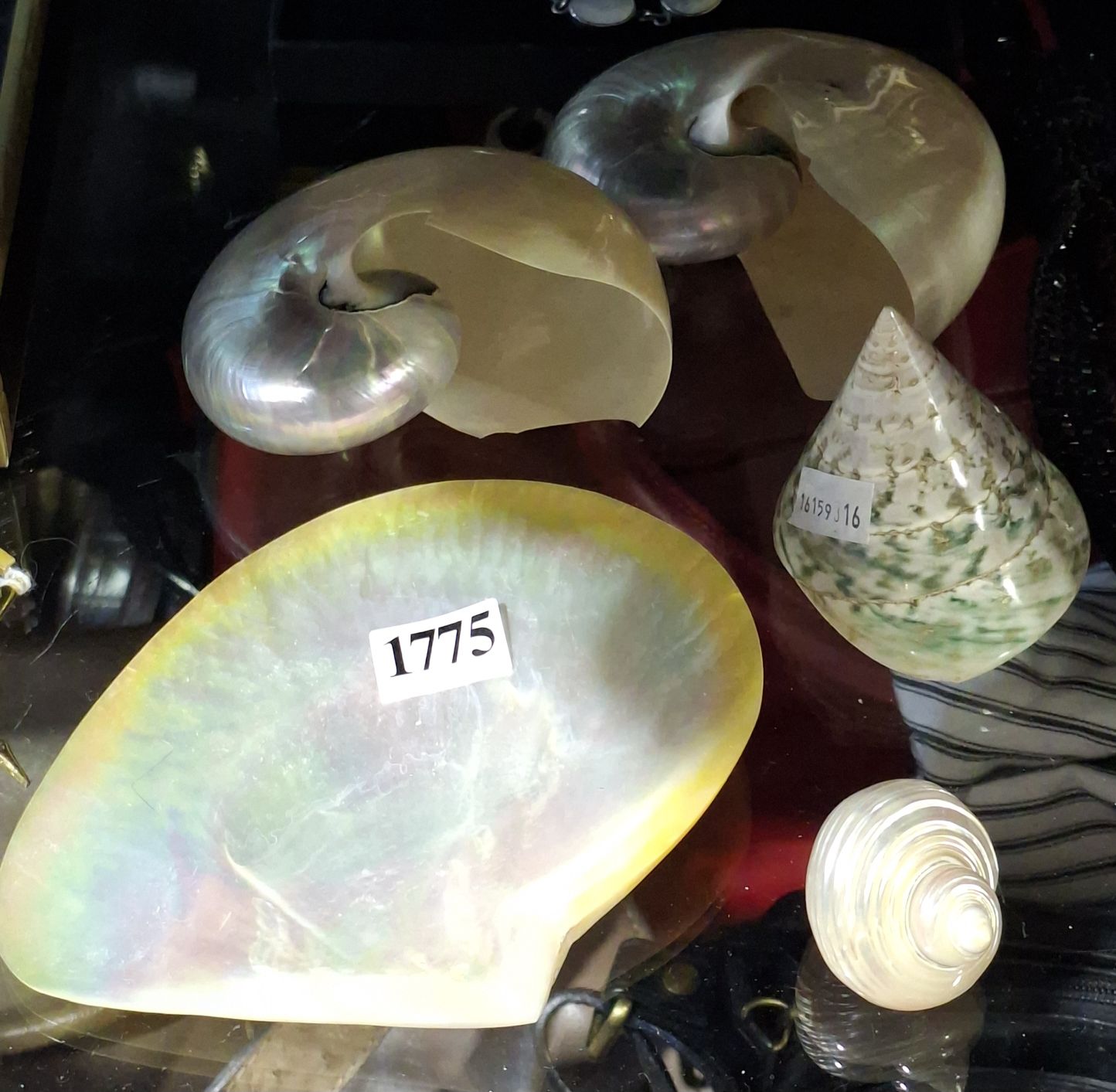 SEASHELLS