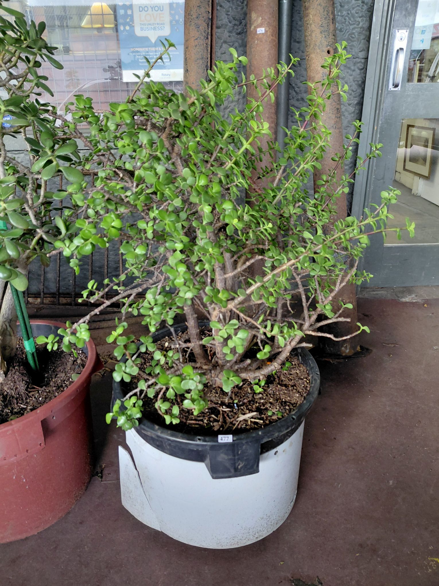 477 · JADE SUCCULENT
