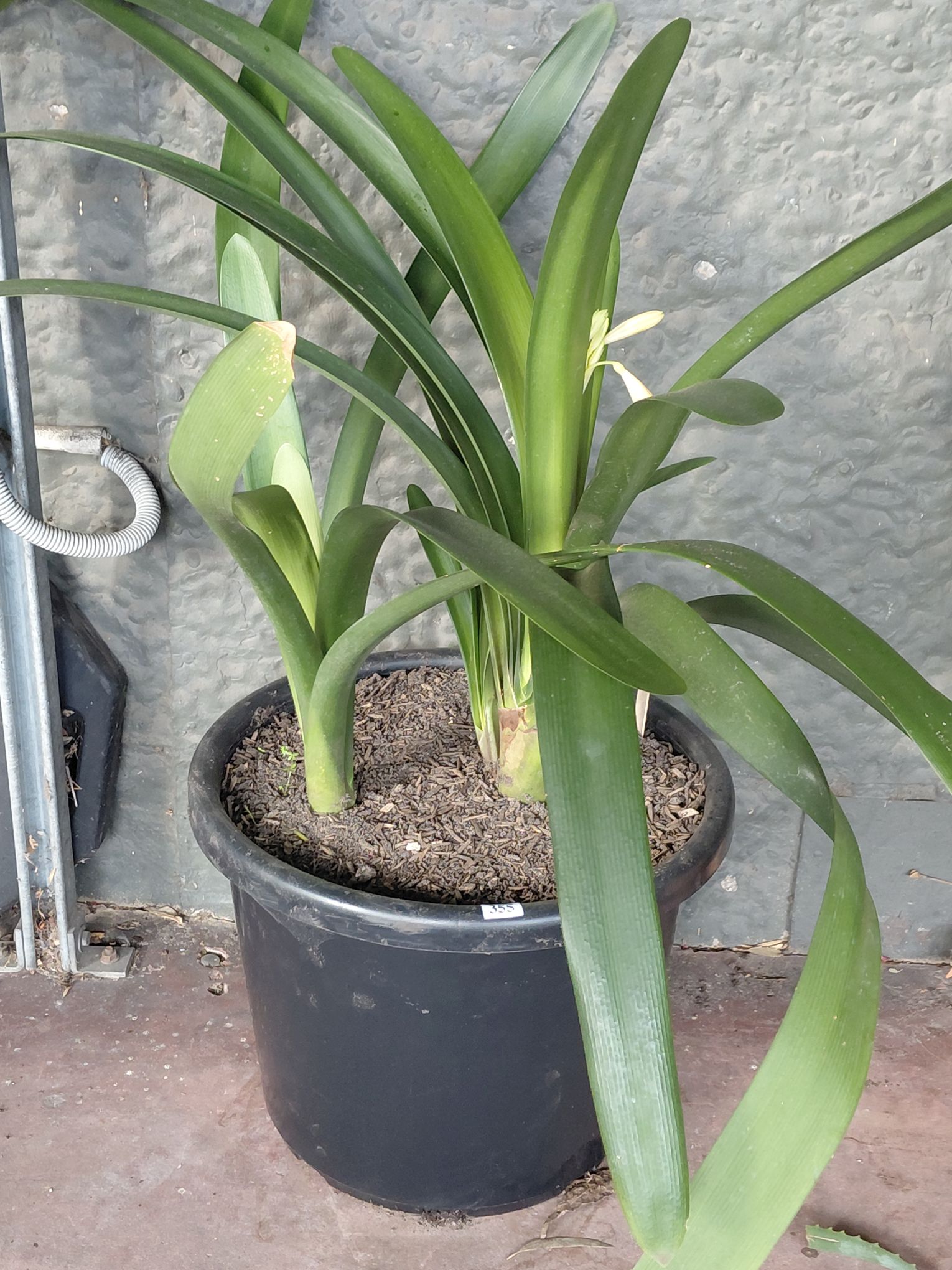 355 · CLIVIA
