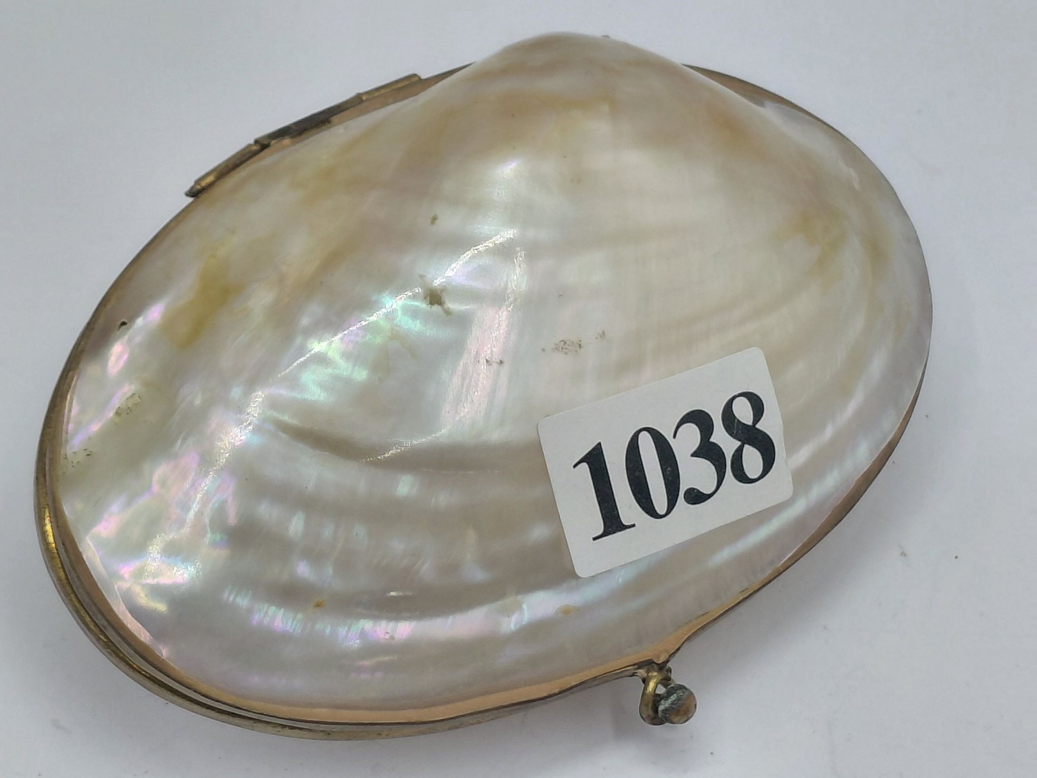 Shell Purse