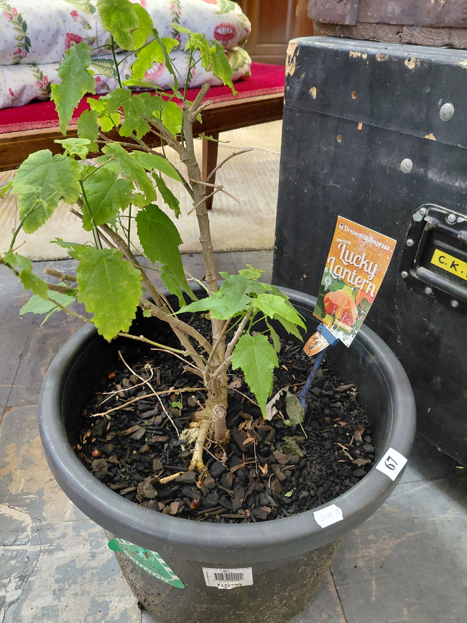 Lucky Lantern Plant