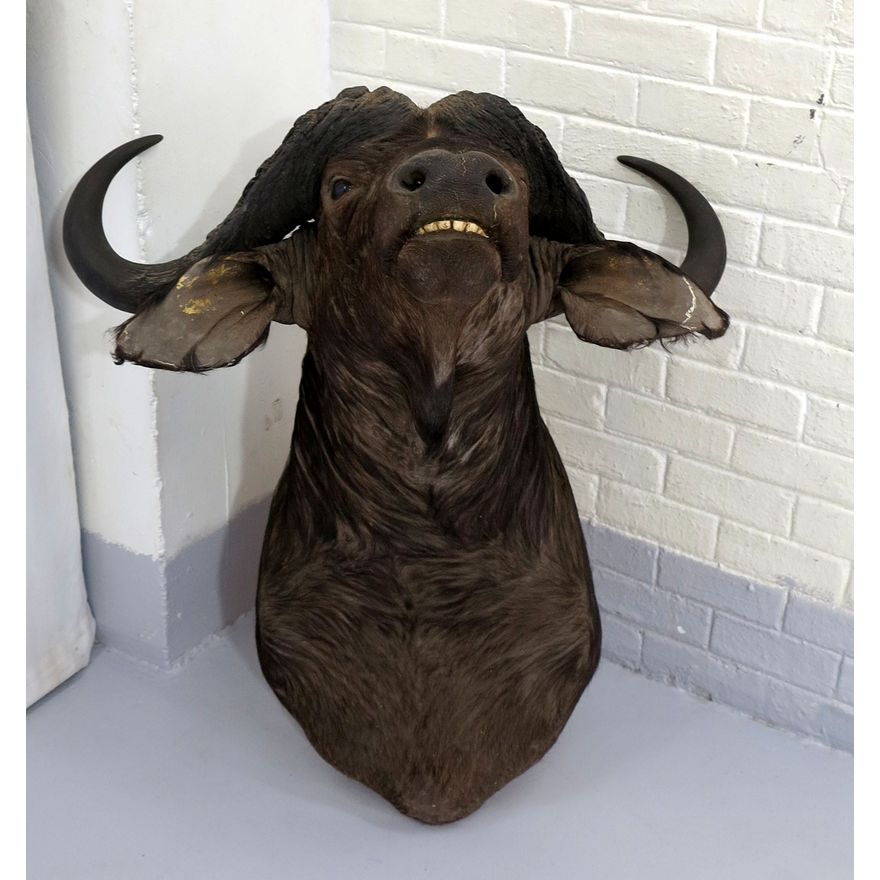 LARGE BUFFALO TROPHY