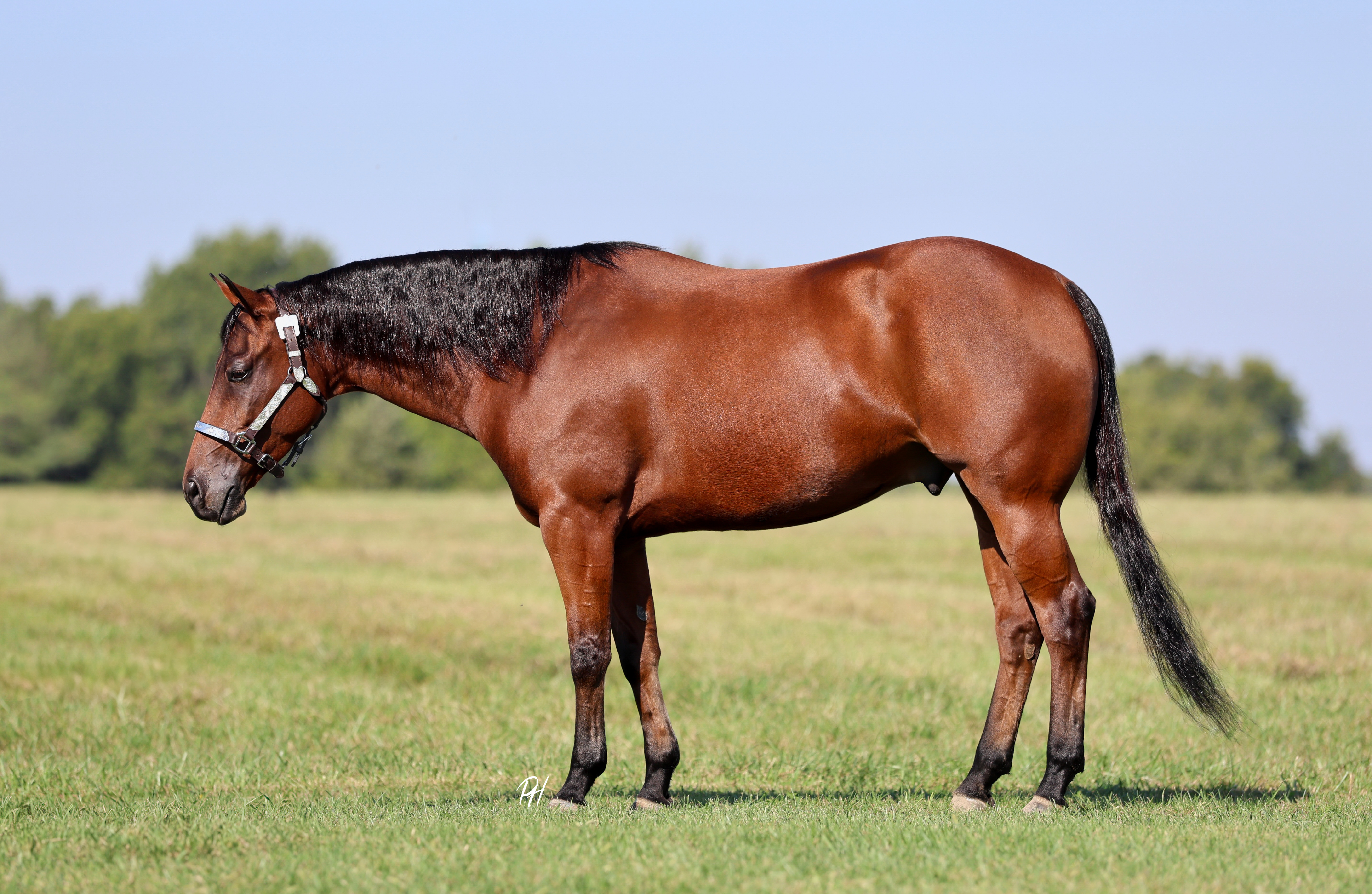 RIO | Horse Bid, LLC