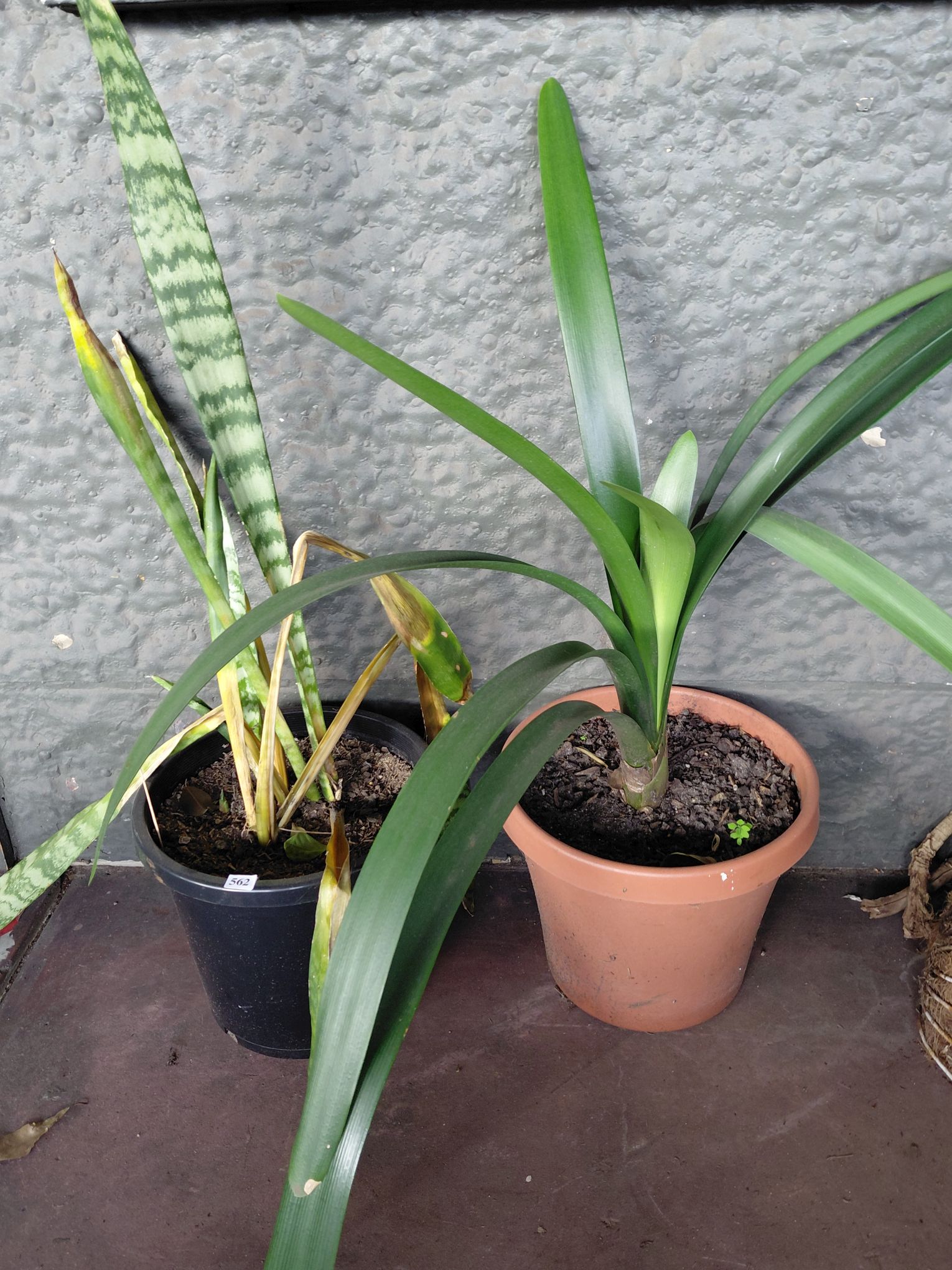 Potted Plants