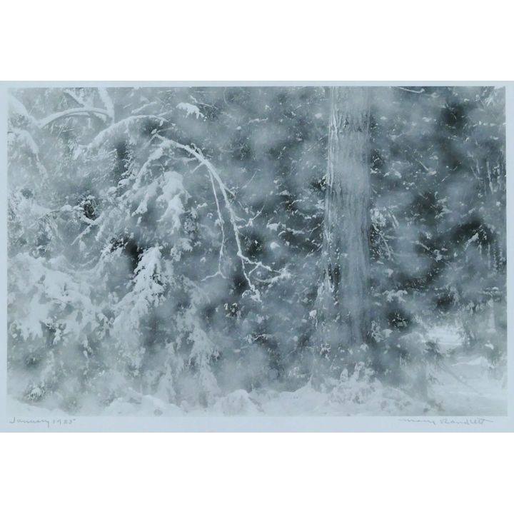 Mary Randlett ''January 1985'' (Winter Trees) Silver Photograph