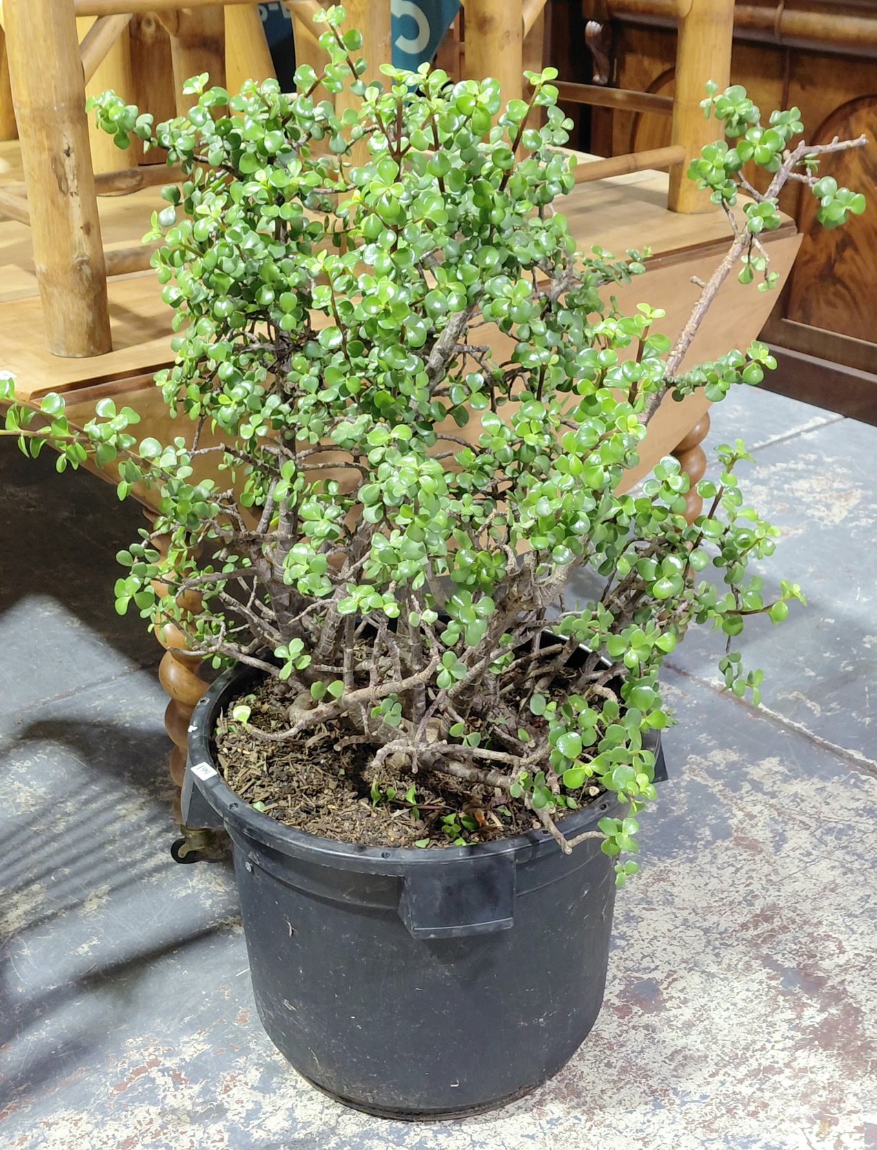 199 · JADE SUCCULENT