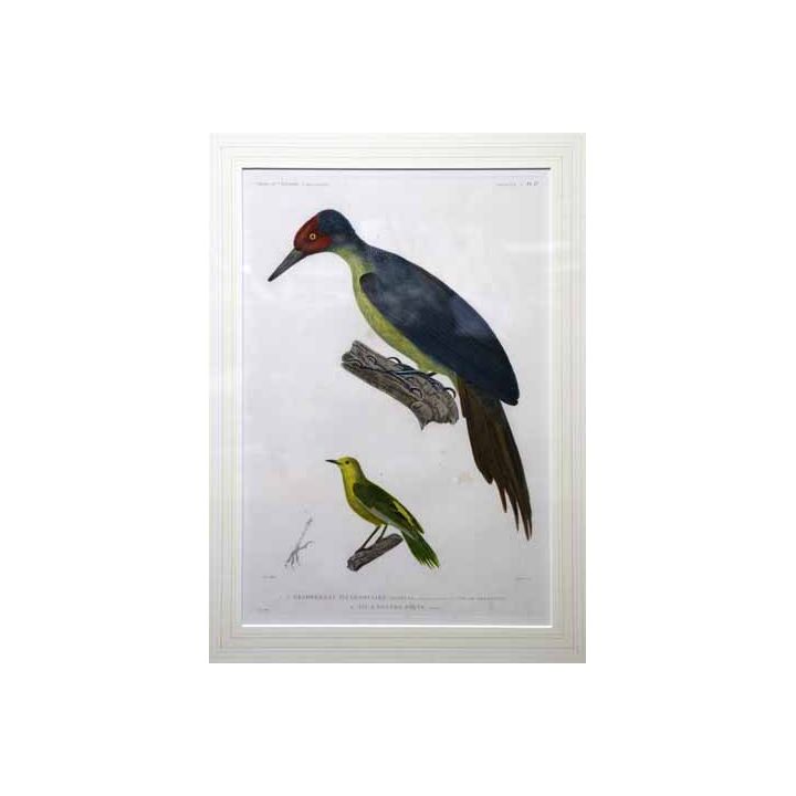 Adrian Migneret 'Voyage de l'Astrolabe - Zoologie - Oiseaux: Plate 17'