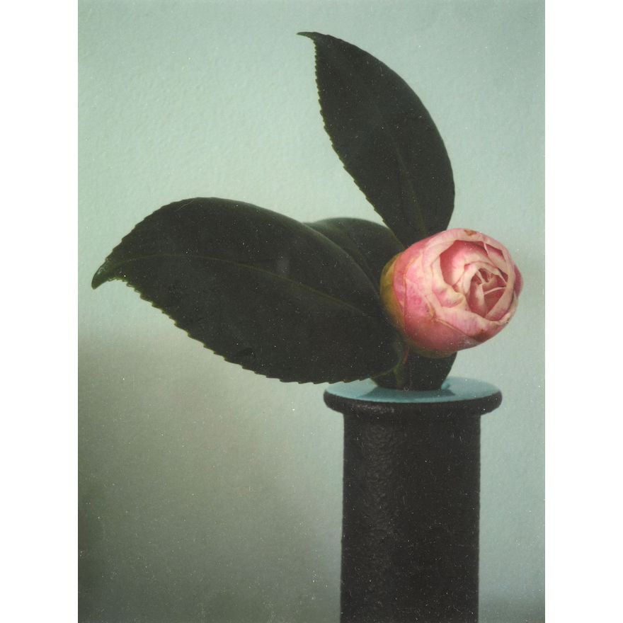 Peter Peryer 'Camellia'