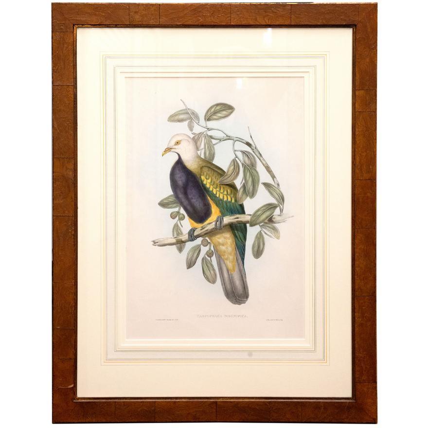 John Gould (1804-1881), 'Carpophaga Magnifica (Magnificent Fruit Pidgeon)',