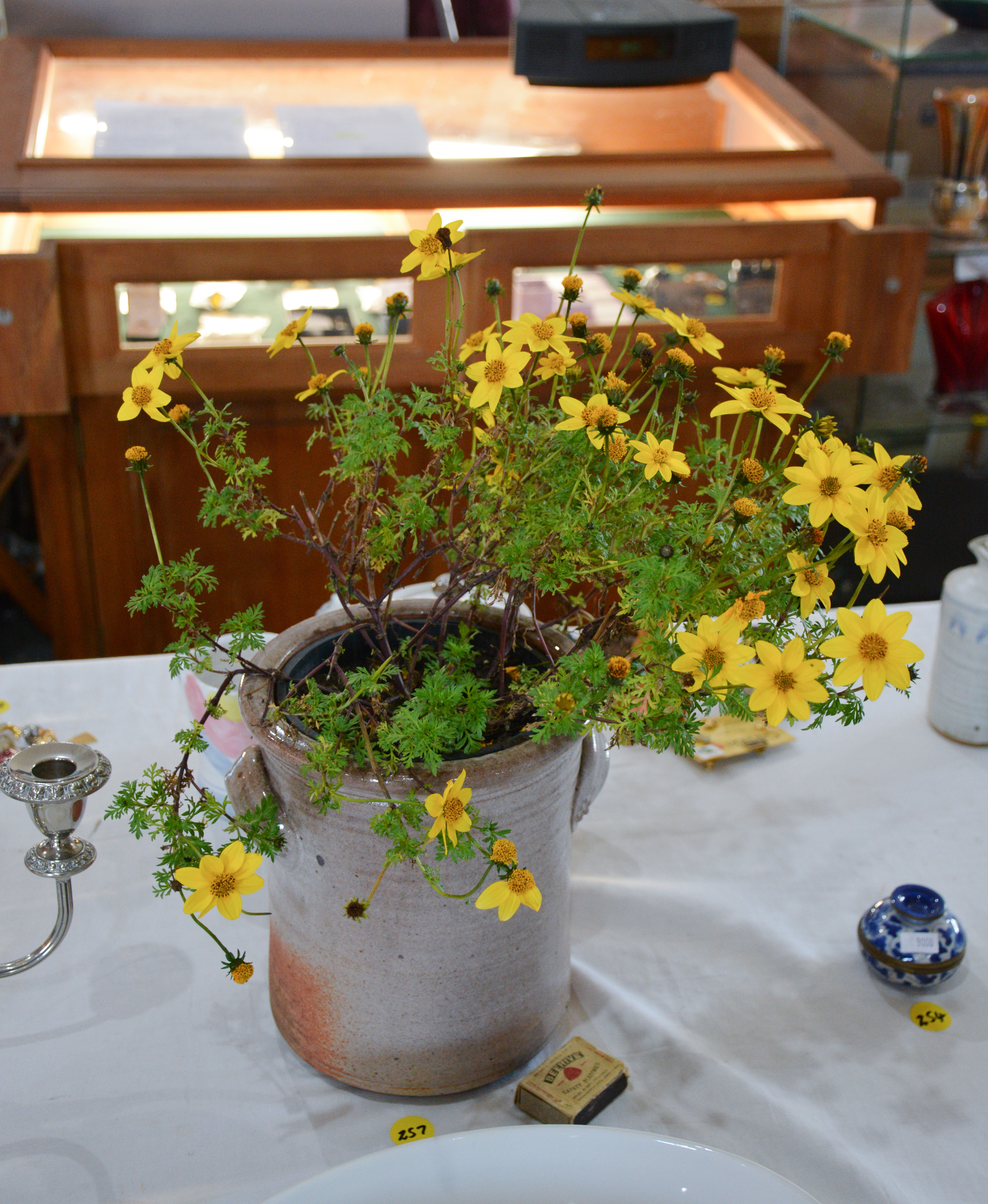 Pottery Plant Pot with Plant — sold at auction in New Zealand for $15