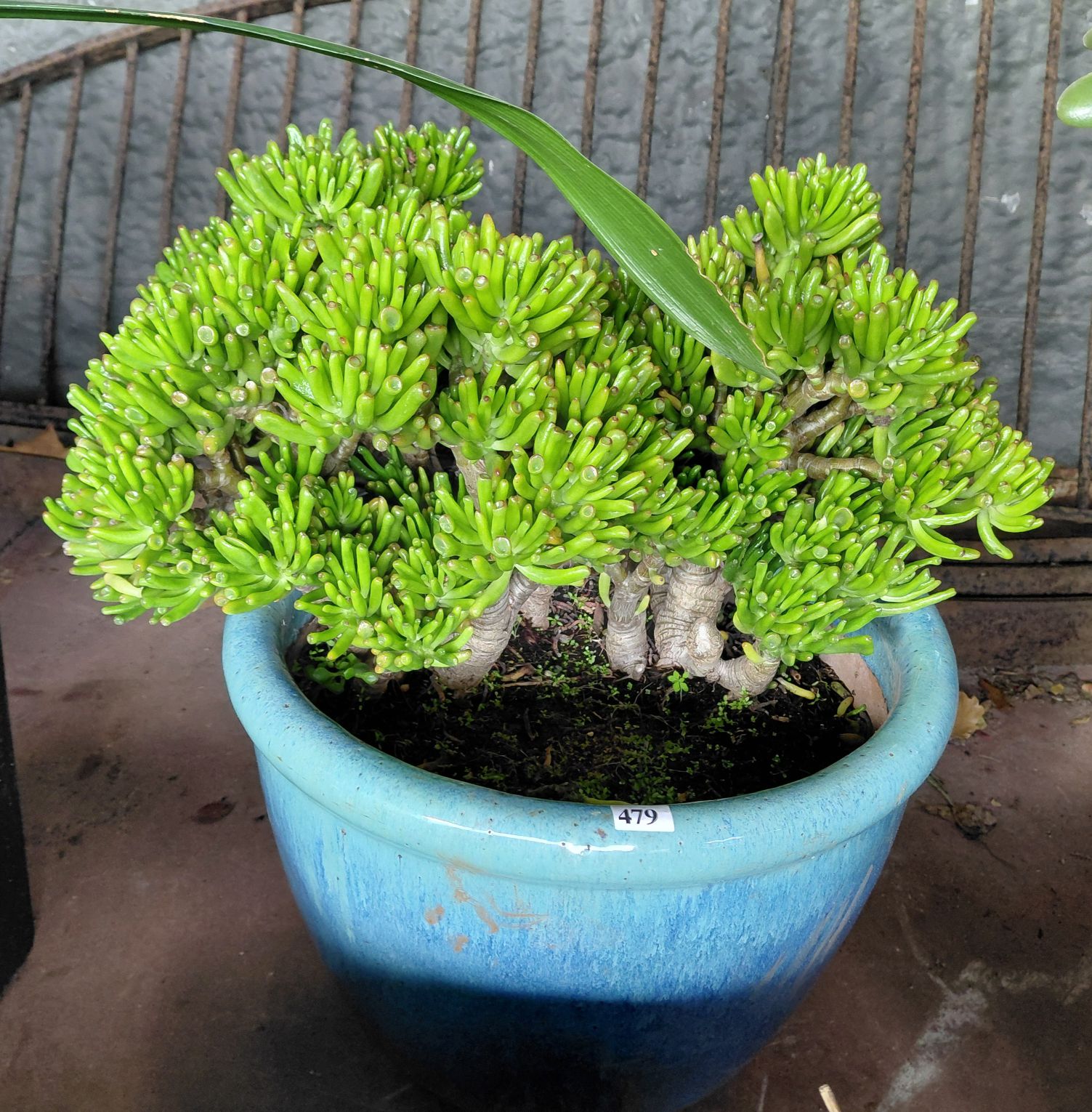479 · CRASSULA SUCCULEANT