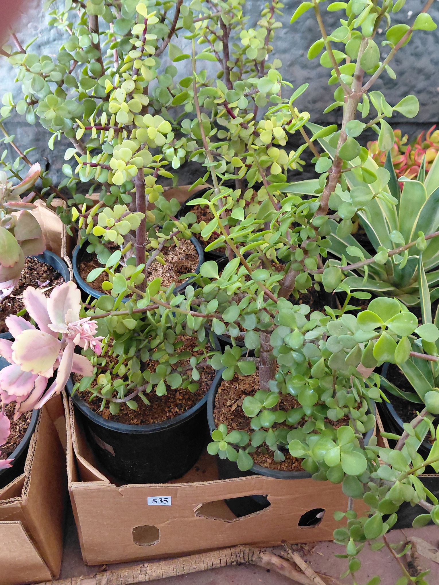 Succulents
