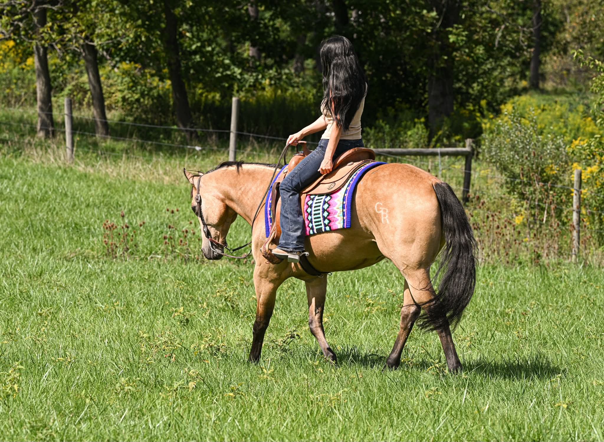LETA BE FANCY *Multi World Champion - Over 400 Show Points - Family ...